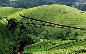 Palampur tea gardens