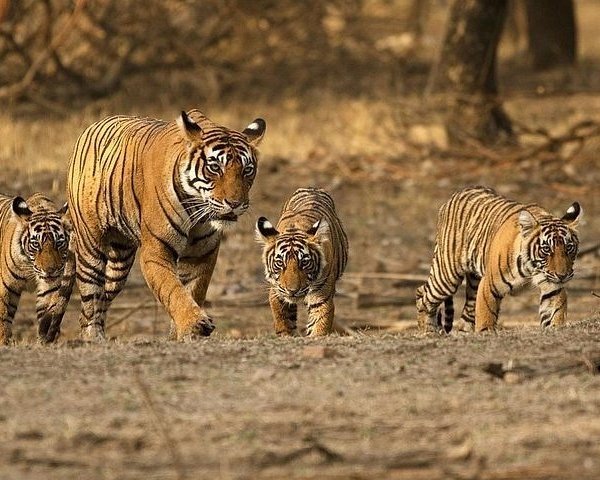 Ranthambore tiger reserve